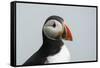 Atlantic puffin (Fratercula arctica), Mykines Island, Faroe Islands, Denmark-Sergio Pitamitz-Framed Stretched Canvas