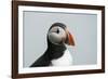 Atlantic puffin (Fratercula arctica), Mykines Island, Faroe Islands, Denmark-Sergio Pitamitz-Framed Photographic Print