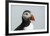 Atlantic puffin (Fratercula arctica), Mykines Island, Faroe Islands, Denmark-Sergio Pitamitz-Framed Photographic Print