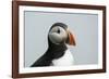 Atlantic puffin (Fratercula arctica), Mykines Island, Faroe Islands, Denmark-Sergio Pitamitz-Framed Photographic Print