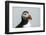 Atlantic puffin (Fratercula arctica), Mykines Island, Faroe Islands, Denmark-Sergio Pitamitz-Framed Photographic Print