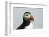 Atlantic puffin (Fratercula arctica), Mykines Island, Faroe Islands, Denmark-Sergio Pitamitz-Framed Photographic Print