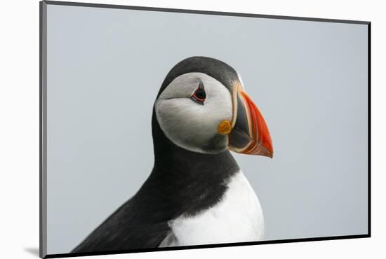 Atlantic puffin (Fratercula arctica), Mykines Island, Faroe Islands, Denmark-Sergio Pitamitz-Mounted Photographic Print