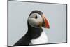 Atlantic puffin (Fratercula arctica), Mykines Island, Faroe Islands, Denmark-Sergio Pitamitz-Mounted Photographic Print