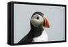 Atlantic puffin (Fratercula arctica), Mykines Island, Faroe Islands, Denmark-Sergio Pitamitz-Framed Stretched Canvas