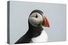 Atlantic puffin (Fratercula arctica), Mykines Island, Faroe Islands, Denmark-Sergio Pitamitz-Stretched Canvas