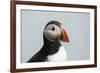 Atlantic puffin (Fratercula arctica), Mykines Island, Faroe Islands, Denmark-Sergio Pitamitz-Framed Photographic Print