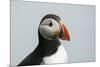 Atlantic puffin (Fratercula arctica), Mykines Island, Faroe Islands, Denmark-Sergio Pitamitz-Mounted Photographic Print