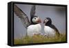 Atlantic Puffin (Fratercula Arctica) Pair, Iceland, Polar Regions-James-Framed Stretched Canvas