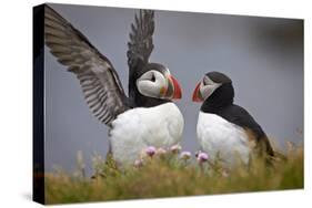 Atlantic Puffin (Fratercula Arctica) Pair, Iceland, Polar Regions-James-Stretched Canvas