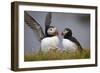 Atlantic Puffin (Fratercula Arctica) Pair, Iceland, Polar Regions-James-Framed Photographic Print