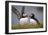 Atlantic Puffin (Fratercula Arctica) Pair, Iceland, Polar Regions-James-Framed Photographic Print