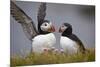 Atlantic Puffin (Fratercula Arctica) Pair, Iceland, Polar Regions-James-Mounted Photographic Print