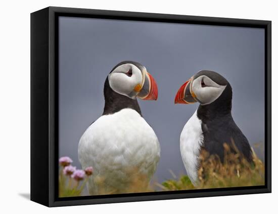 Atlantic Puffin (Fratercula Arctica) Pair, Iceland, Polar Regions-James Hager-Framed Stretched Canvas