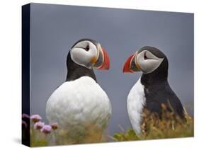 Atlantic Puffin (Fratercula Arctica) Pair, Iceland, Polar Regions-James Hager-Stretched Canvas