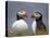 Atlantic Puffin (Fratercula Arctica) Pair, Iceland, Polar Regions-James Hager-Stretched Canvas