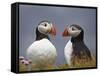 Atlantic Puffin (Fratercula Arctica) Pair, Iceland, Polar Regions-James Hager-Framed Stretched Canvas