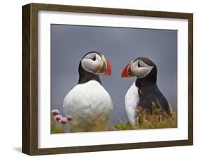 Atlantic Puffin (Fratercula Arctica) Pair, Iceland, Polar Regions-James Hager-Framed Photographic Print