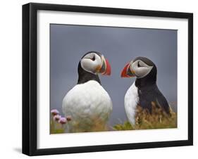 Atlantic Puffin (Fratercula Arctica) Pair, Iceland, Polar Regions-James Hager-Framed Photographic Print