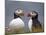 Atlantic Puffin (Fratercula Arctica) Pair, Iceland, Polar Regions-James Hager-Mounted Photographic Print