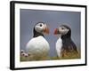 Atlantic Puffin (Fratercula Arctica) Pair, Iceland, Polar Regions-James Hager-Framed Photographic Print