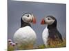 Atlantic Puffin (Fratercula Arctica) Pair, Iceland, Polar Regions-James Hager-Mounted Photographic Print