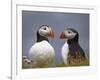 Atlantic Puffin (Fratercula Arctica) Pair, Iceland, Polar Regions-James Hager-Framed Photographic Print