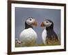 Atlantic Puffin (Fratercula Arctica) Pair, Iceland, Polar Regions-James Hager-Framed Photographic Print