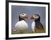 Atlantic Puffin (Fratercula Arctica) Pair, Iceland, Polar Regions-James Hager-Framed Photographic Print