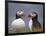 Atlantic Puffin (Fratercula Arctica) Pair, Iceland, Polar Regions-James Hager-Framed Photographic Print