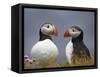 Atlantic Puffin (Fratercula Arctica) Pair, Iceland, Polar Regions-James Hager-Framed Stretched Canvas