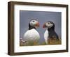 Atlantic Puffin (Fratercula Arctica) Pair, Iceland, Polar Regions-James Hager-Framed Photographic Print