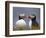 Atlantic Puffin (Fratercula Arctica) Pair, Iceland, Polar Regions-James Hager-Framed Photographic Print