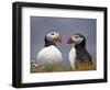 Atlantic Puffin (Fratercula Arctica) Pair, Iceland, Polar Regions-James Hager-Framed Photographic Print