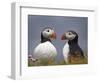 Atlantic Puffin (Fratercula Arctica) Pair, Iceland, Polar Regions-James Hager-Framed Photographic Print