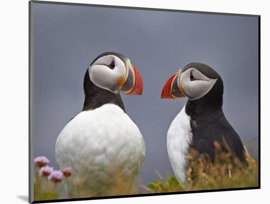 Atlantic Puffin (Fratercula Arctica) Pair, Iceland, Polar Regions-James Hager-Mounted Photographic Print