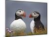 Atlantic Puffin (Fratercula Arctica) Pair, Iceland, Polar Regions-James Hager-Mounted Photographic Print