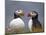 Atlantic Puffin (Fratercula Arctica) Pair, Iceland, Polar Regions-James Hager-Mounted Photographic Print