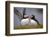 Atlantic Puffin (Fratercula Arctica) Pair, Iceland, Polar Regions-James-Framed Photographic Print