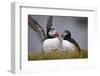 Atlantic Puffin (Fratercula Arctica) Pair, Iceland, Polar Regions-James-Framed Photographic Print