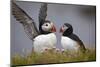 Atlantic Puffin (Fratercula Arctica) Pair, Iceland, Polar Regions-James-Mounted Photographic Print