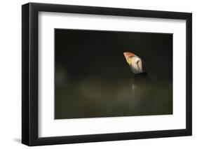 Atlantic Puffin, (Fratercula Arctica), Skomer Island, Wales, United Kingdom, Europe-Kevin Morgans-Framed Photographic Print