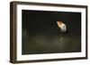 Atlantic Puffin, (Fratercula Arctica), Skomer Island, Wales, United Kingdom, Europe-Kevin Morgans-Framed Photographic Print