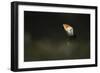 Atlantic Puffin, (Fratercula Arctica), Skomer Island, Wales, United Kingdom, Europe-Kevin Morgans-Framed Photographic Print