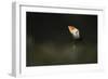 Atlantic Puffin, (Fratercula Arctica), Skomer Island, Wales, United Kingdom, Europe-Kevin Morgans-Framed Photographic Print