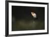 Atlantic Puffin, (Fratercula Arctica), Skomer Island, Wales, United Kingdom, Europe-Kevin Morgans-Framed Photographic Print