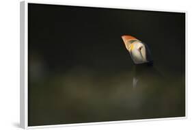 Atlantic Puffin, (Fratercula Arctica), Skomer Island, Wales, United Kingdom, Europe-Kevin Morgans-Framed Photographic Print