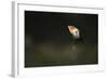 Atlantic Puffin, (Fratercula Arctica), Skomer Island, Wales, United Kingdom, Europe-Kevin Morgans-Framed Photographic Print