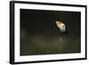Atlantic Puffin, (Fratercula Arctica), Skomer Island, Wales, United Kingdom, Europe-Kevin Morgans-Framed Photographic Print