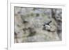 Atlantic Puffin (Fratercula Arctica)-Michael Nolan-Framed Photographic Print
